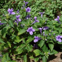 Barleria cristata L.